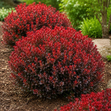 Барбарис тунберга Pygmy Ruby 