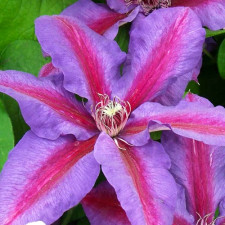 Клематис Mrs.Thompson