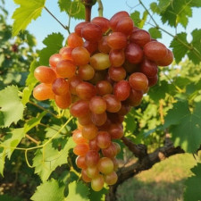 Виноград кишмиш Банзай