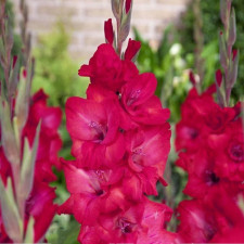 Гладіолус Natan