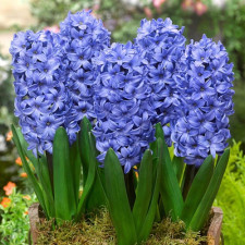 Гіацинт Delft Blue