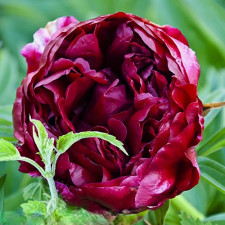 Пион травянистый W.F. Turner