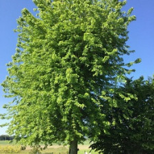 Клен сріблястий Лациніатум Вієрі\ Acer saccharinum Laciniatum Wieri