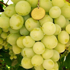 Виноград столовый кишмиш Кеша