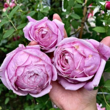 Роза английская Спирит оф Фридом
