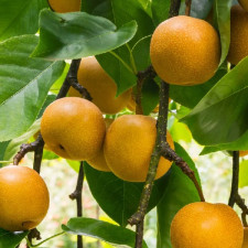 Груша азиатская Ниджиссейки