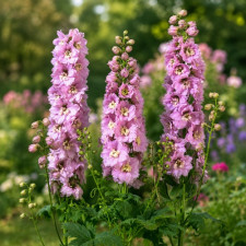 Дельфиниум Magic Fountains "Cherry Blossom White Bee"