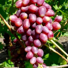 Виноград столовый Ромина