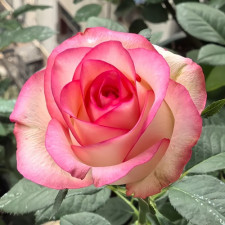 Роза чайно-гибридная Джумилия