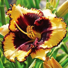 Лілійник Tiger Blood