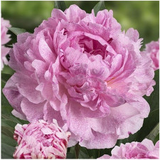 Пион травянистый Sarah Bernhardt