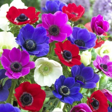 Анемон простой De Caen MIX 5шт