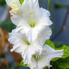 Гладиолус Alexander the Great