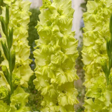 Гладіолус Kio