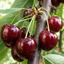 Черешня Ванда