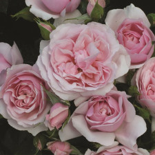 Роза флорибунда Натали Ричардсон