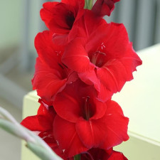 Гладіолус Oscar