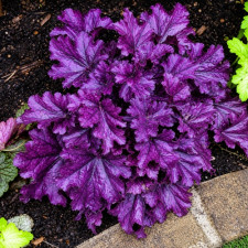 Гейхера Frosted Violet