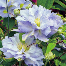 Клематис Blue Diamond