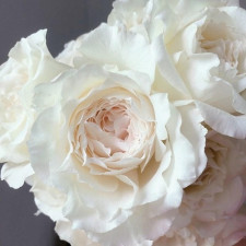 Троянда японська Принцеса Міюкі