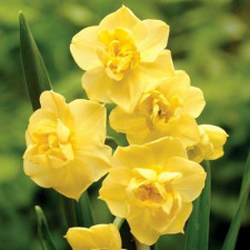 Нарцисс многоцветковый махровый Yellow Cheerfulness