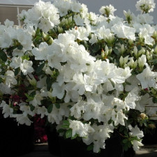 Азалия японская Азалия японская Плезент Вайт, Pleasent White