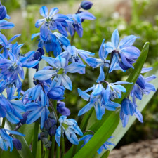 Пролесок Spring Beauty