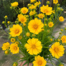 Кореопсис крупноцветковый Grandiflora