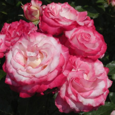 Троянда флорибунда Аріфа