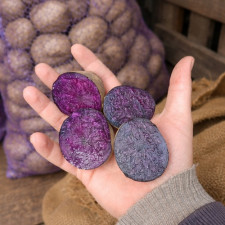 Картофель Черный принц