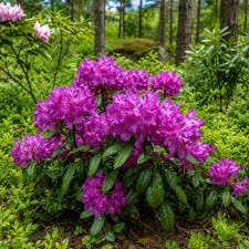 Рододендрон королевский Royal Lilac