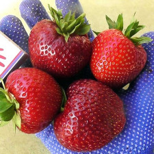 Полуниця пізня Фейт