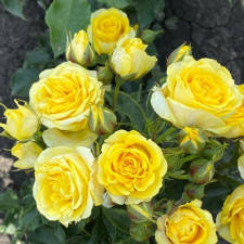 Роза спрей Шани