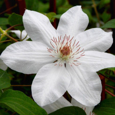 Клематис Henryi