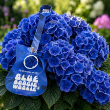 Гортензия крупнолистная Music Collection "Blue Boogiewoogie"