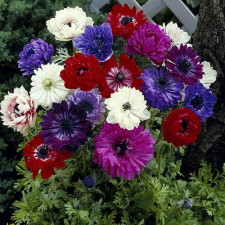 Анемон махровый St.Brigid MIX 5шт.