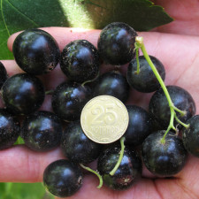 Смородина чорна Київський велетень