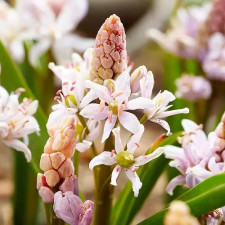 Пролісок Bifolia Rosea