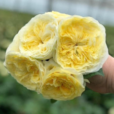 Роза чайно-гибридная Гайд Парк