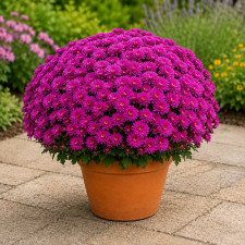 Хризантема мультифлора Branroyal Pink