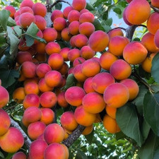 Абрикос Аристо