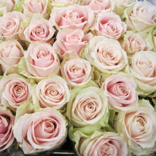 Роза чайно-гибридная Свич Аваланж