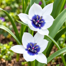 Тюльпан ботанический Alba Coerulea Oculata