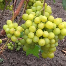 Виноград столовый Прима Украины