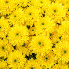 Хризантема ветвь Baltica Yellow