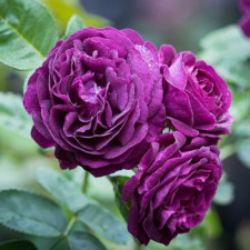 Роза флорибунда Нью Эйдж