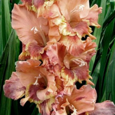 Гладіолус Граф Каліостро