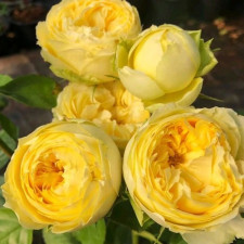 Роза чайно-гибридная Лемон Помпон