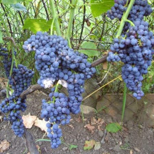 Виноград кишмиш Венус