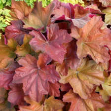 Гейхера гибридная Comfort